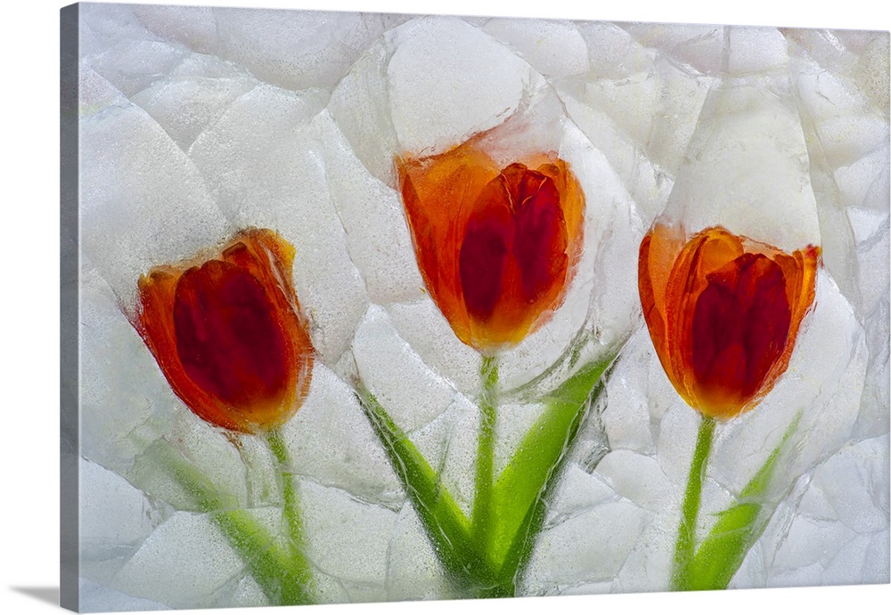 Tulip in ice. Nature, Flora.