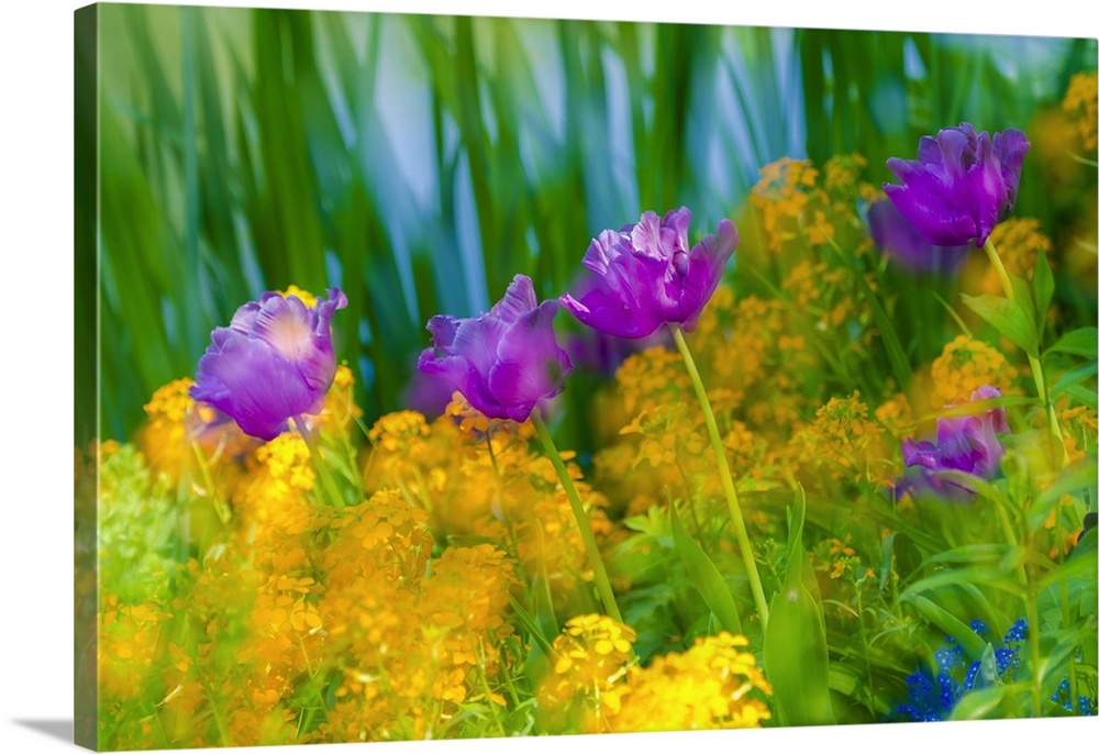 Tulips at Claude Monet house and gardens, Giverny, France.