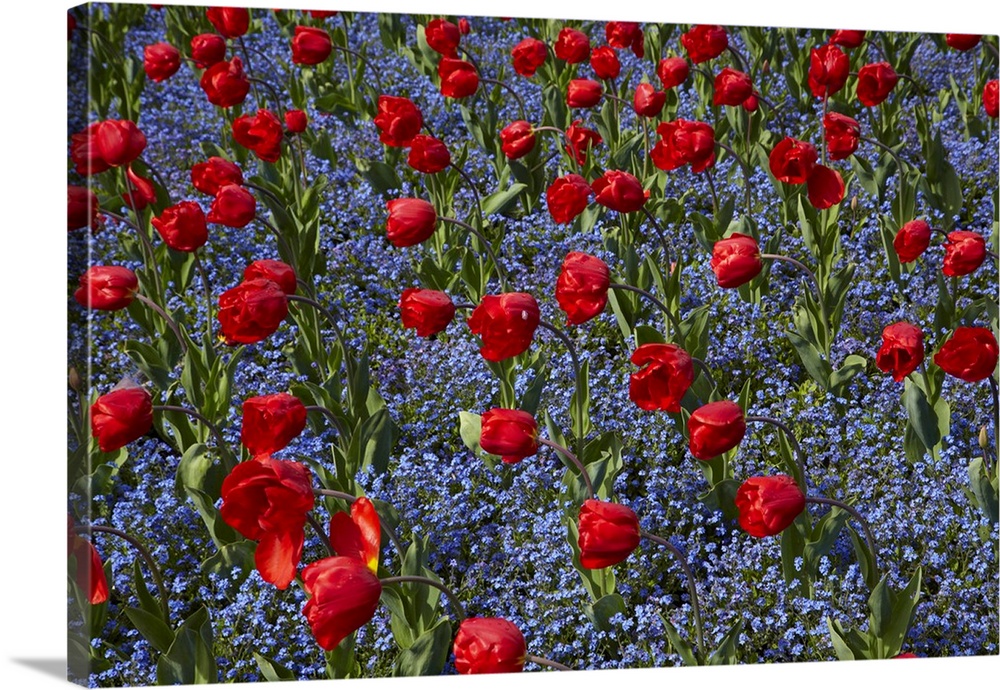 Tulips, Botanic Gardens, Hagley Park, Christchurch, Canterbury, South Island, New Zealand.