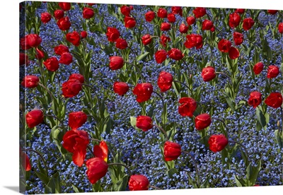 Tulips, Botanic Gardens, Hagley Park, Christchurch, Canterbury, New Zealand