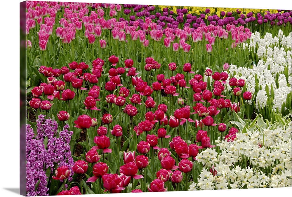 Garden of tulips, daffodils, and hyacinth flowers, Keukenhof Gardens, Lisse, Netherlands, Holland