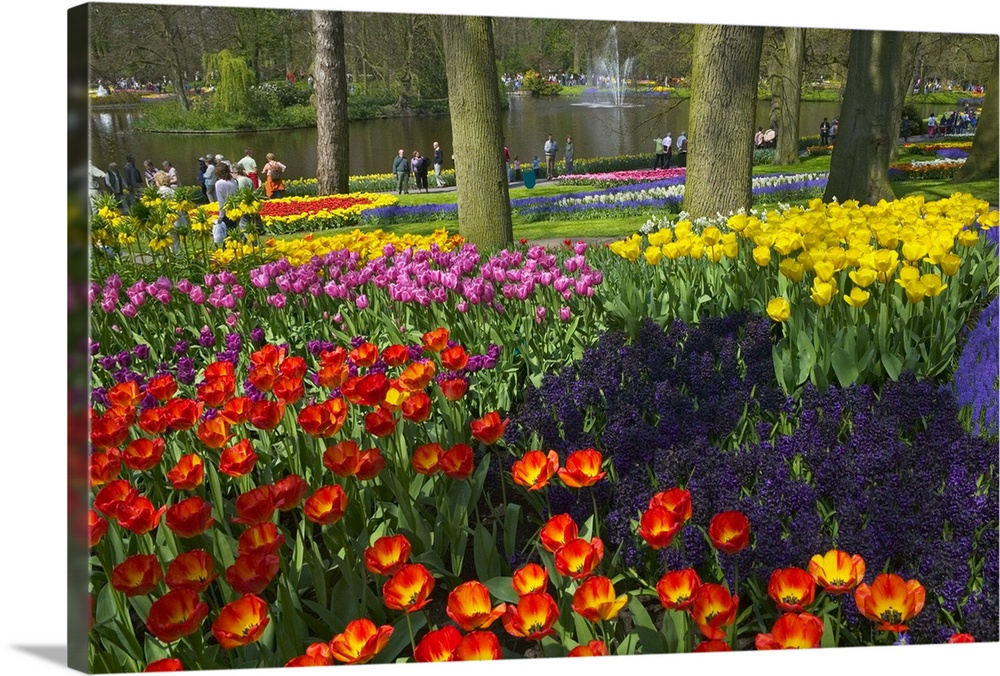 Tulips in Keukenhof Gardens, Amsterdam, Netherlands