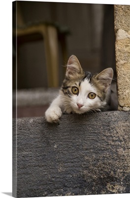 Turkey, Gaziantep, kitten peeking out from doorway
