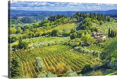 Tuscan Vineyard, San Gimignano, Tuscany, Italy
