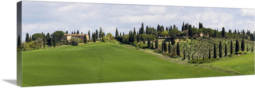 Tuscany landscape with farm, cypress and olive trees. Tuscany, Italy.