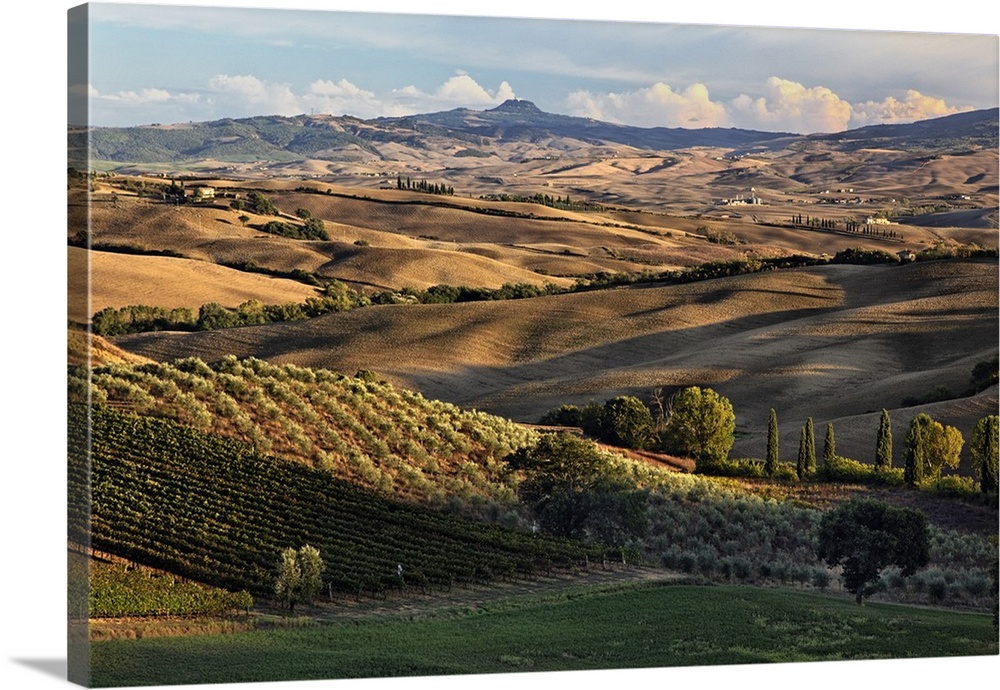 Sunset light on rolling agricultural hills of Tuscany after the harvest, San Quirico d' Orcia