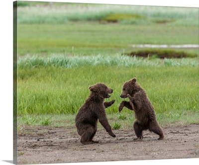 Twin Grizzly Bear Cubs Playing And Wrestling, Katmai National Park