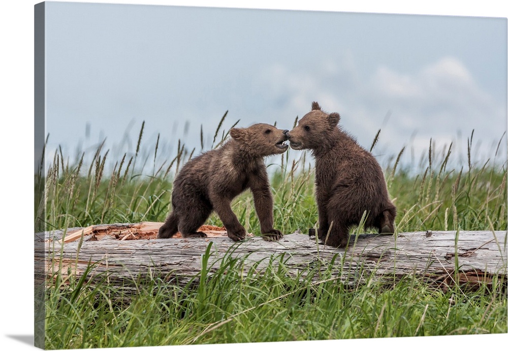 North America, USA, Alaska, Katmai National Park, Hallo Bay. Coastal Brown Bear, Grizzly, Ursus arctos. Twin grizzly bear ...