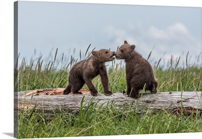 Twin Grizzly Bear Cubs Playing While Balancing On A Driftwood Log, Katmai National Park