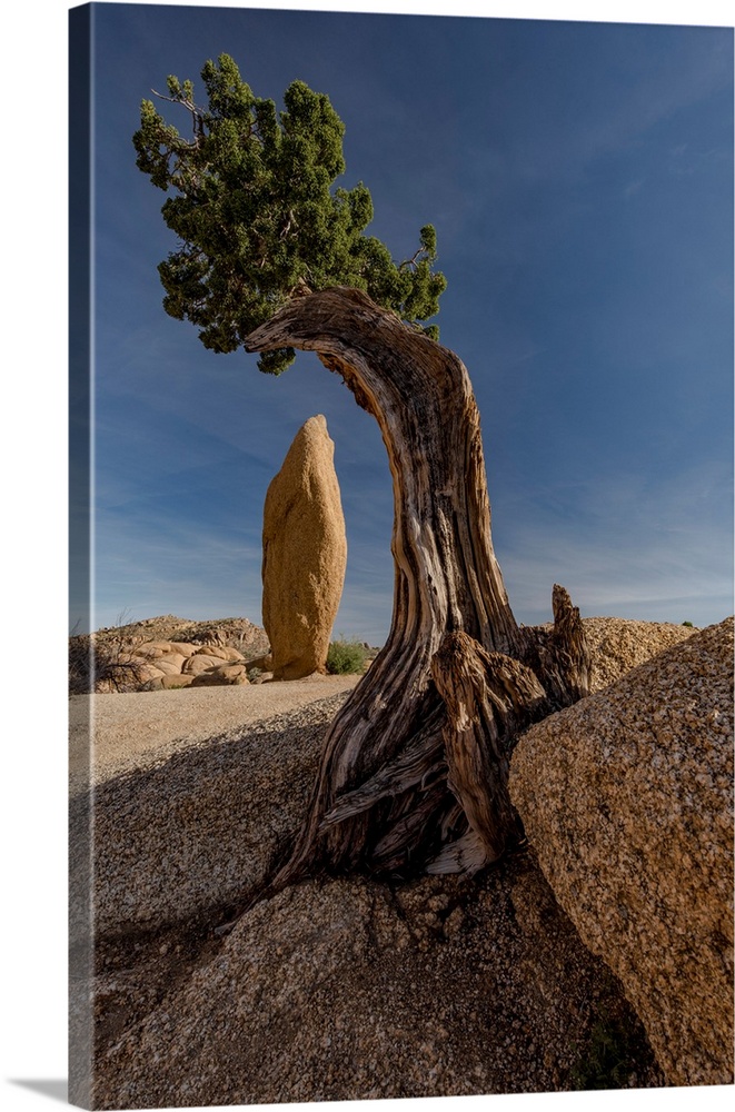 Twisted juniper (Juniperus osteosperma) growing from the granite rocks, Joshua Tree National Park, California.