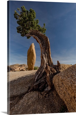 Twisted Juniper Growing From The Granite Rocks, Joshua Tree National Park, California