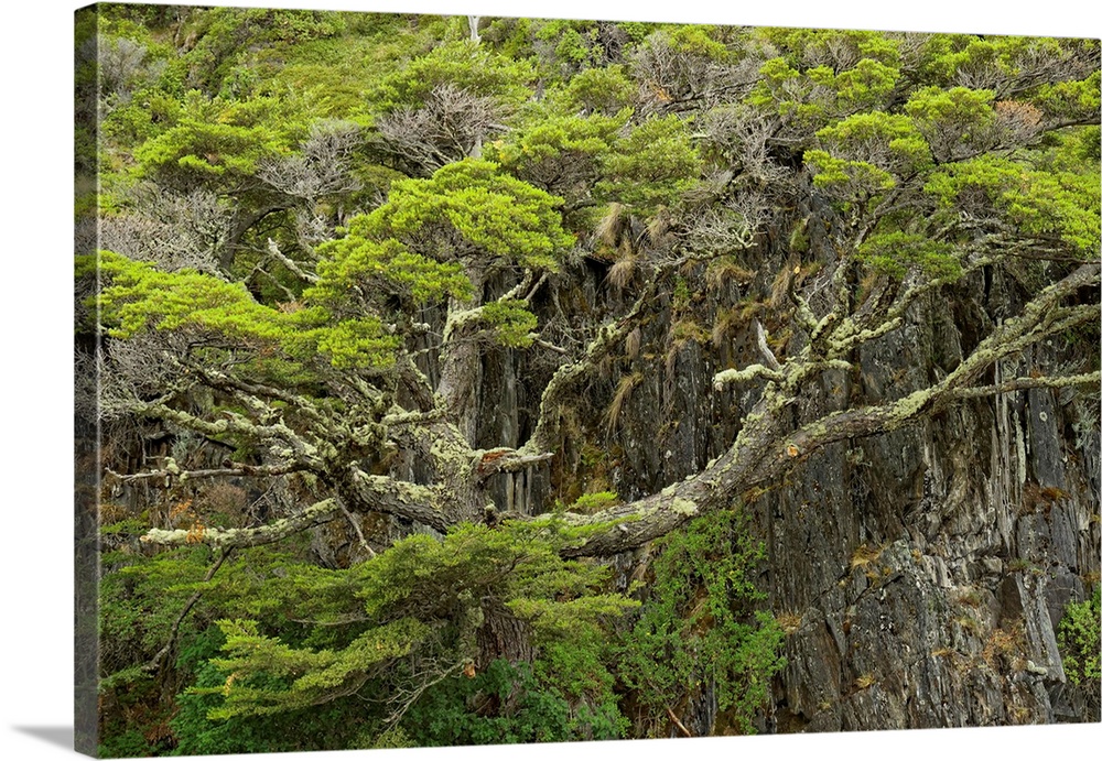 Twisted tree along Grey Lake, Torres del Paine National Park, Chile, South America, Patagonia.