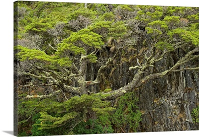 Twisted Tree Along Grey Lake, Torres Del Paine National Park, Chile, South America