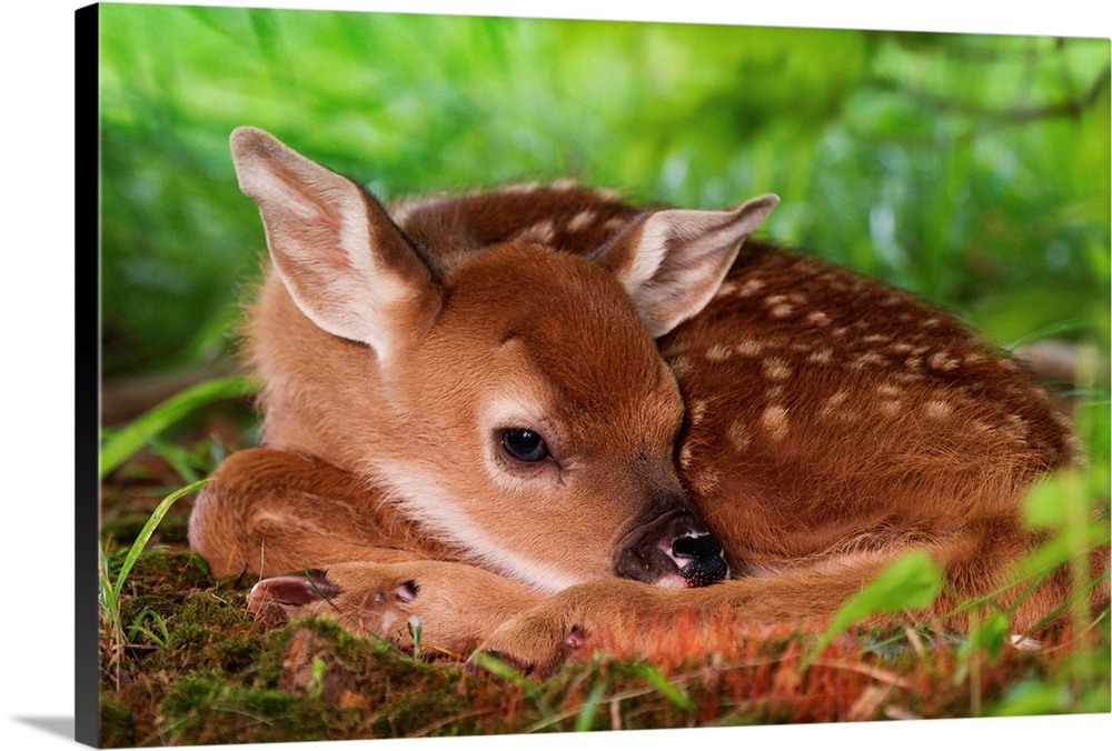 Two day old White-tailed Deer baby, Kentucky.