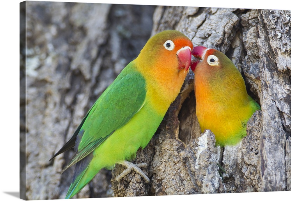 Two Fischer's Lovebirds nuzzle each other, Ngorongoro Conservation Area, Tanzania.