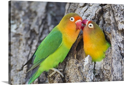 Two Fischer's Lovebirds nuzzle each other, Ngorongoro Conservation Area, Tanzania