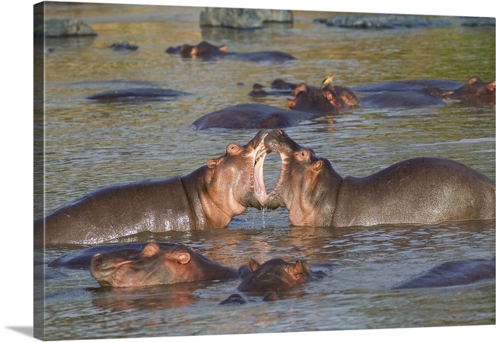 Two hippos fighting in foreground of mostly submerged hippos in pool, their mouths wide open.