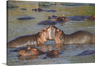 Two hippos fighting in foreground of mostly submerged hippos in pool