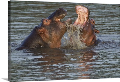 Two hippos fighting, their jaws open, water gushing from the moth of one, close-up view