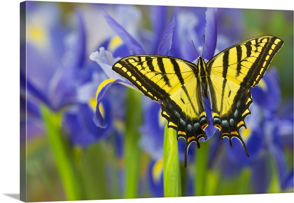 Two-tailed Swallowtail Butterfly.