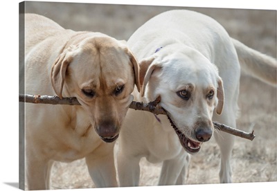 Two Yellow Labrador Retreivers playing with a stick
