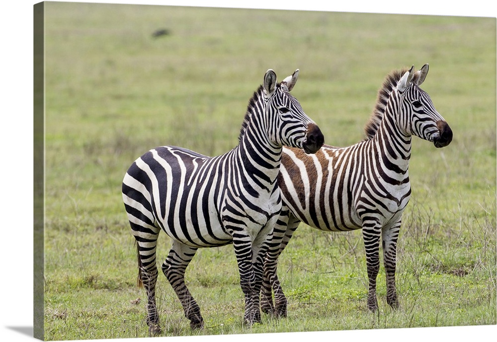 Two zebras stand side by side, Ngorongoro Conservation Area, Tanzania.