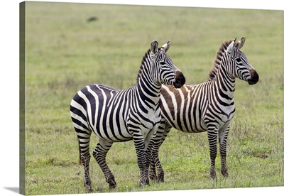 Two zebras stand side by side, Ngorongoro Conservation Area, Tanzania