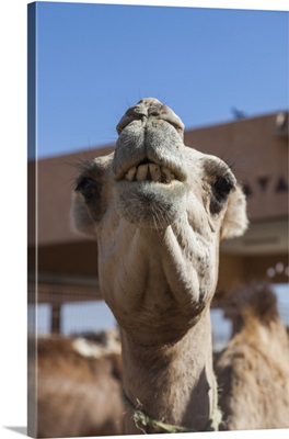 UAE, Al Ain, Jabel Hafeet, Al Ain Camel Market