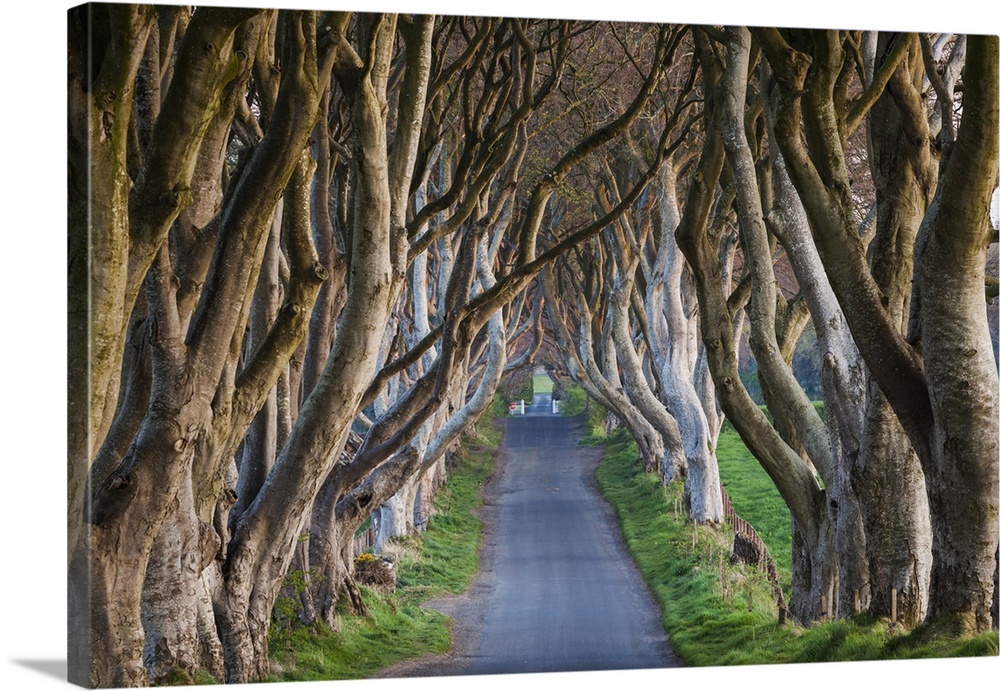 UK, Northern Ireland, County Antrim, Ballymoney, The Dark Hedges, tree-lined road at dawn.