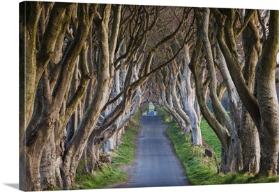 UK, Northern Ireland, Ballymoney, The Dark Hedges, Tree-Lined Road At Dawn