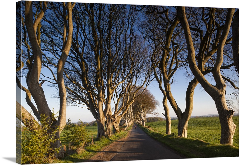 UK, Northern Ireland, County Antrim, Ballymoney, The Dark Hedges, tree-lined road at dawn.