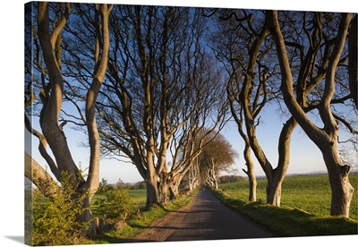 UK, Northern Ireland, Ballymoney, The Dark Hedges, Tree-Lined Road At Dawn