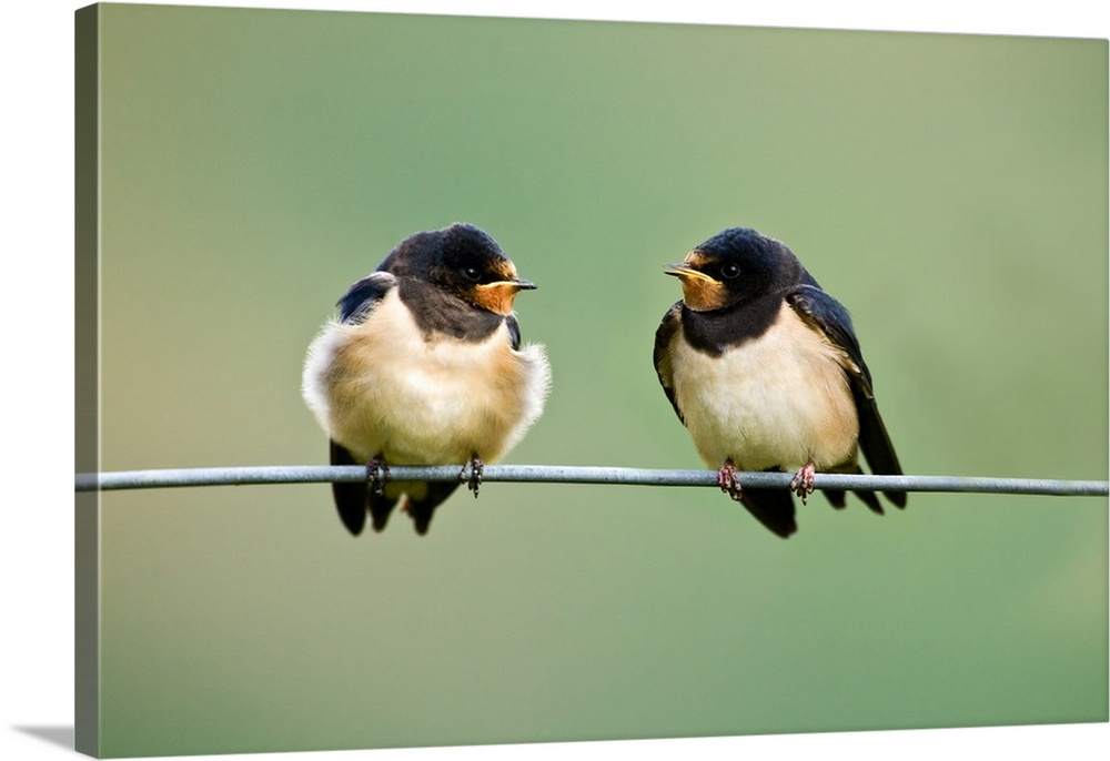 UK, Wales.  Barn Swallows gather on wire for a talk before migrating to Africa.
