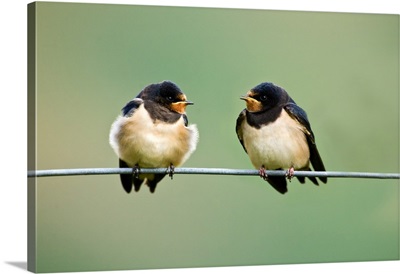 UK, Wales. Barn Swallows gather on wire for a talk before migrating to Africa