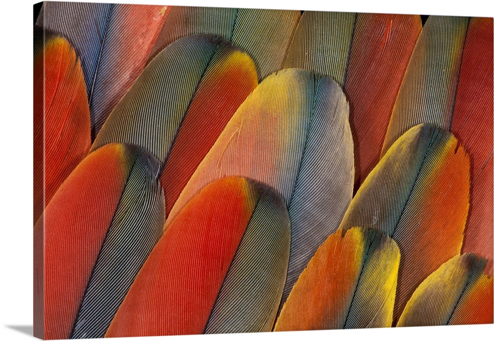 Underside wing coloration of the Scarlet Macaw.