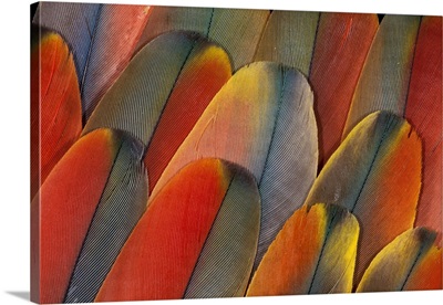 Underside wing coloration of the Scarlet Macaw
