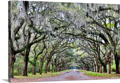 United States, Georgia, Savannah, Wormsloe, Drive at Entrance to to Plantation