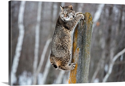 United States, Minnesota, Sandstone, Bobcat Hanging from a Tree Stump