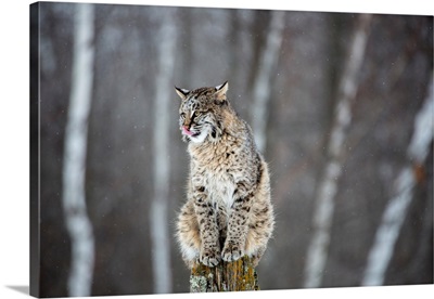 United States, Minnesota, Sandstone, Bobcat Perched on a Tree Stump