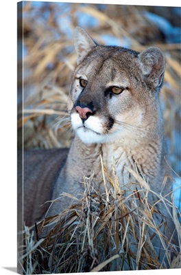 United States, Minnesota, Sandstone, Cougar Resting in the Grass