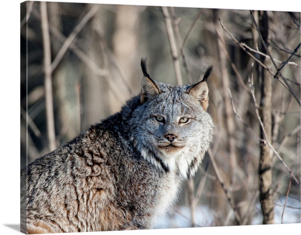 United States, Minnesota, Sandstone, Lynx in the Woods