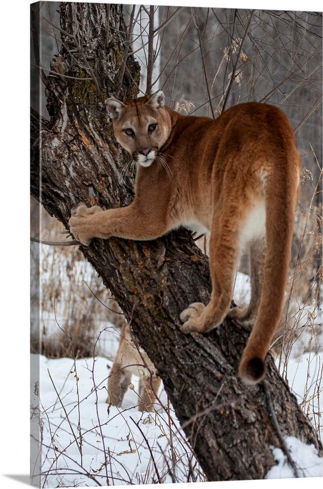 United States, Minnesota, Sandstone, Tree Climbing for the Cougar