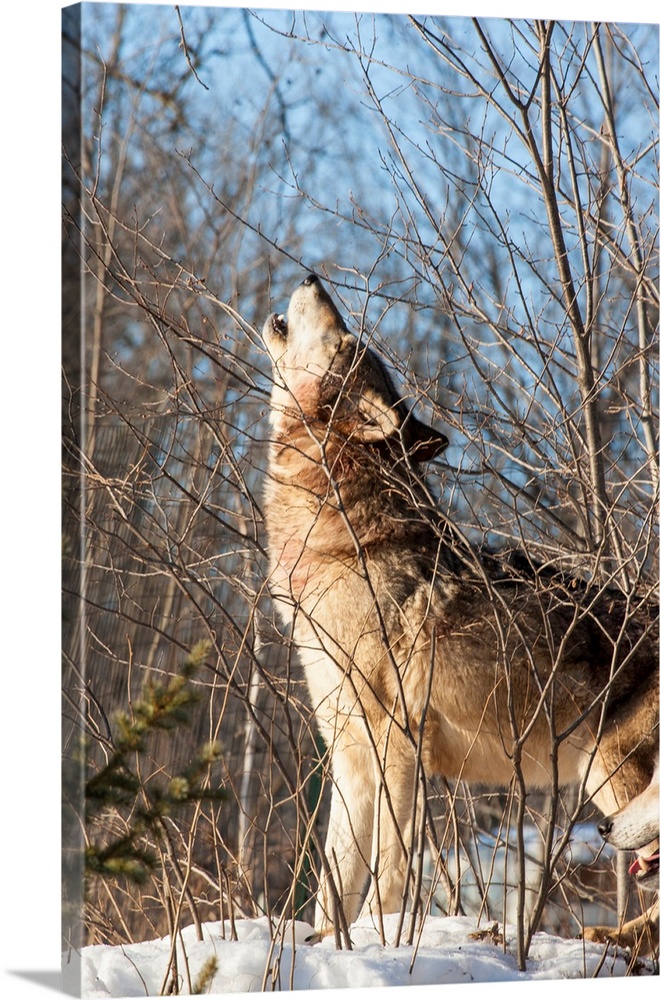 United States, Minnesota, Sandstone, Wolf Howling