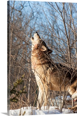 United States, Minnesota, Sandstone, Wolf Howling