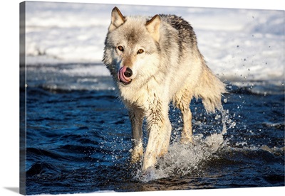 United States, Minnesota, Sandstone, Wolf Running in the Water