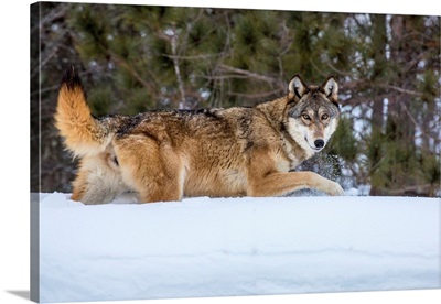 United States, Minnesota, Sandstone, Wolf Walking in Snow