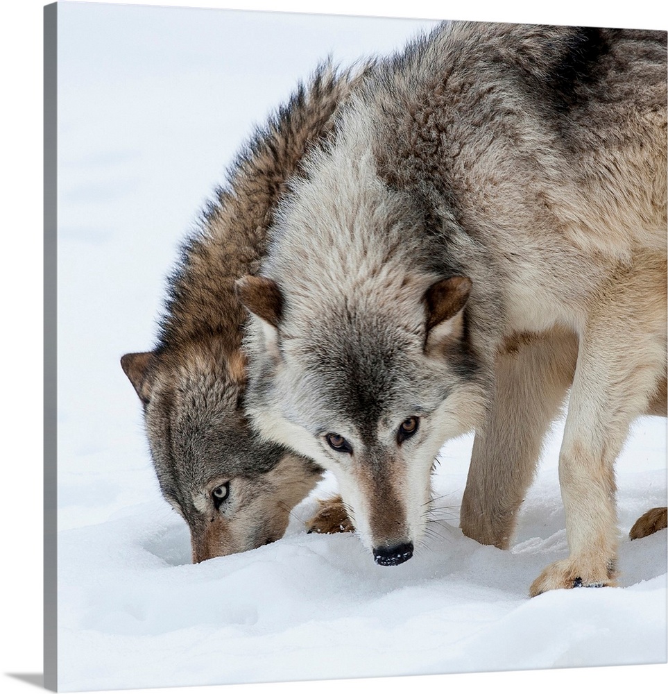 United States, Minnesota, Sandstone, Wolves Digging in the Snow