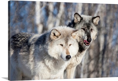 United States, Minnesota, Sandstone, Wolves Watching