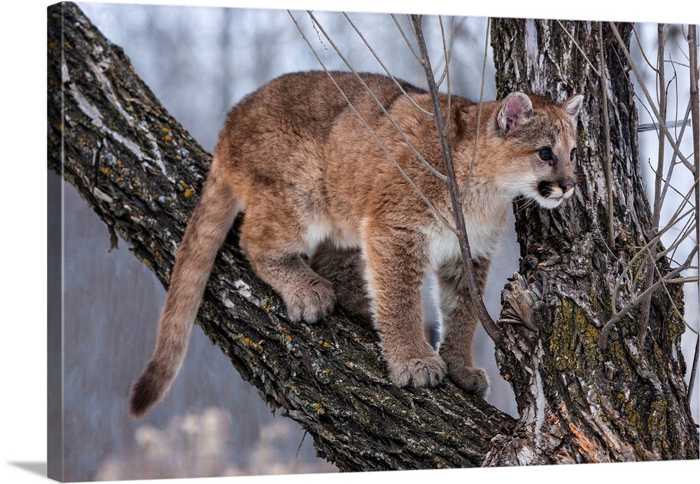 United States, Minnesota, Sandstone, Young Cougar Playing in the Tree