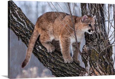 United States, Minnesota, Sandstone, Young Cougar Playing in the Tree